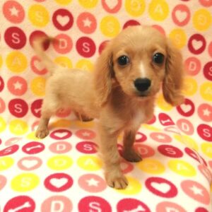 Alternative view of ミックス犬