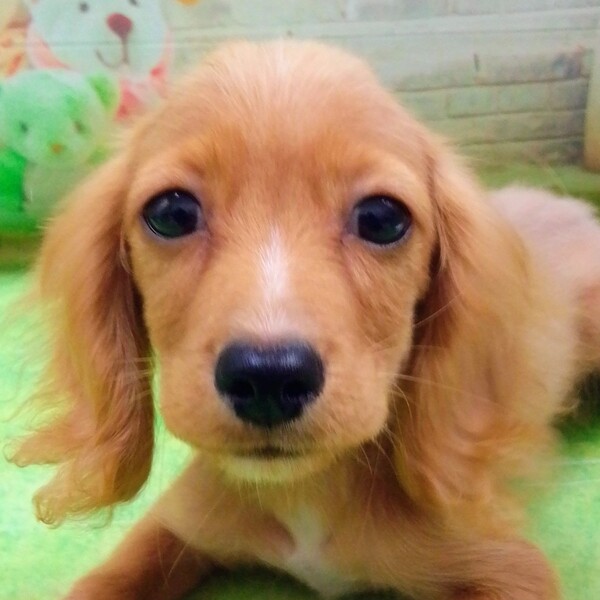 ミックス犬