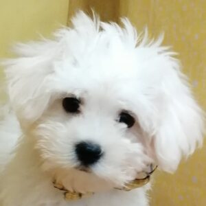 マルチーズ