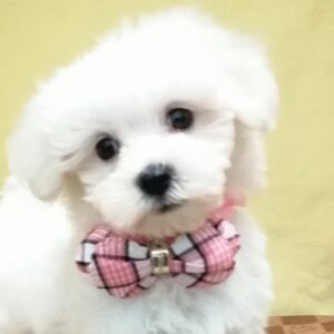 マルチーズ