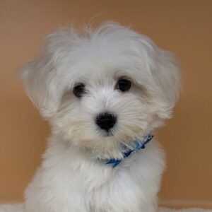 Alternative view of マルチーズ