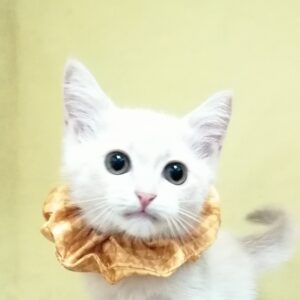 マンチカン