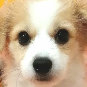 ミックス犬