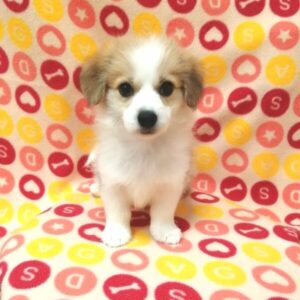 Alternative view of ミックス犬