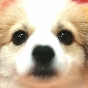 ミックス犬
