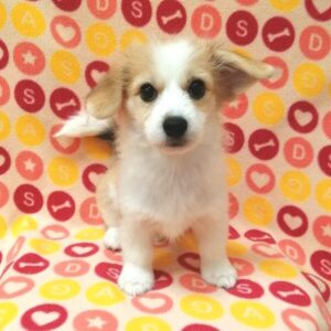 Alternative view of ミックス犬