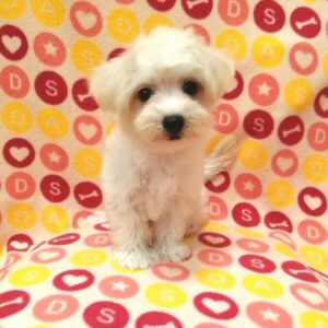 Alternative view of ミックス犬