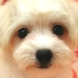 ミックス犬