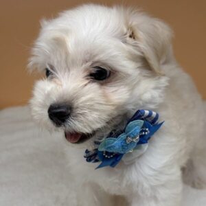 Alternative view of ミックス犬