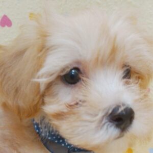 ミックス犬