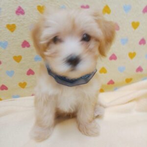Alternative view of ミックス犬