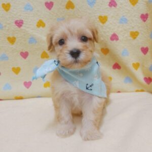 Alternative view of ミックス犬