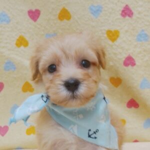 ミックス犬
