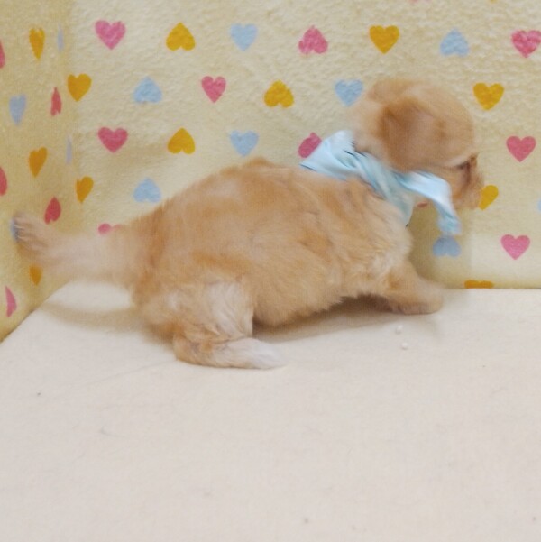 ミックス犬 - 画像 (4)
