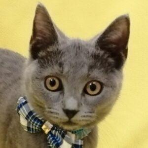 シャルトリュー