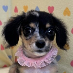 ミックス犬