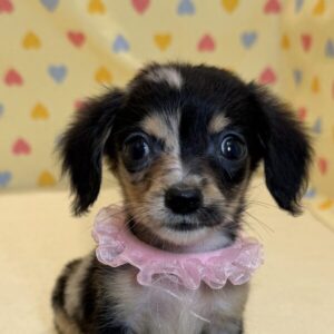 ミックス犬