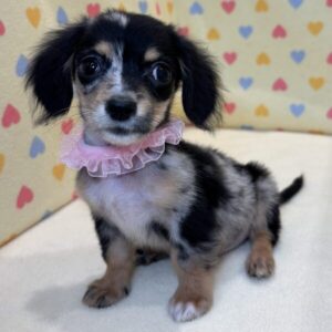 Alternative view of ミックス犬