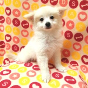 Alternative view of ミックス犬
