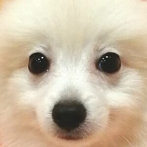 ミックス犬