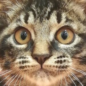 スコティッシュ・フォールド