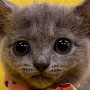 ブリティッシュ・ショートヘアー