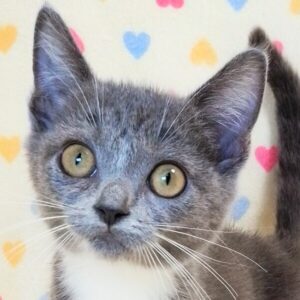 ミックス猫