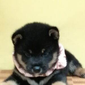 柴