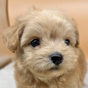 ミックス犬