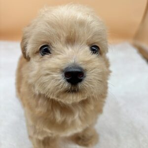 Alternative view of ミックス犬