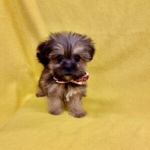 Alternative view of ミックス犬