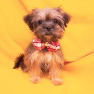 Alternative view of ミックス犬