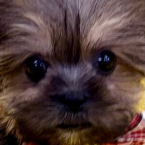 ミックス犬