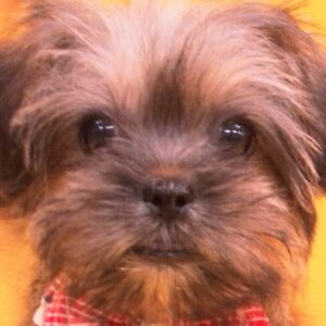 ミックス犬