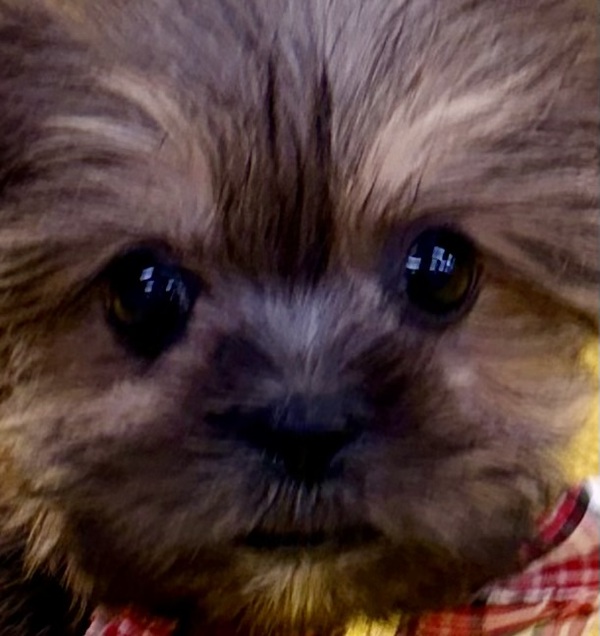 ミックス犬