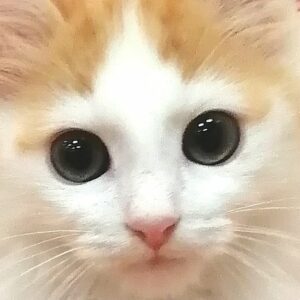 ミックス猫