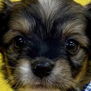 ミックス犬