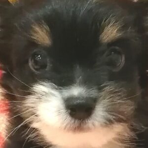 ミックス犬