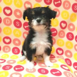 Alternative view of ミックス犬