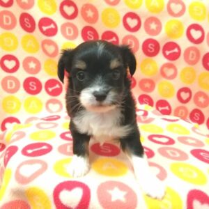 Alternative view of ミックス犬