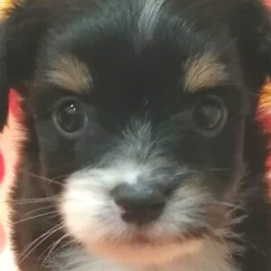 ミックス犬