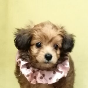 ミックス犬