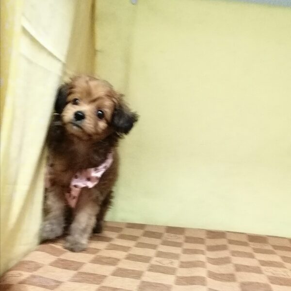 ミックス犬 - 画像 (5)
