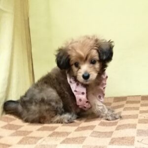 Alternative view of ミックス犬