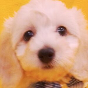 ミックス犬