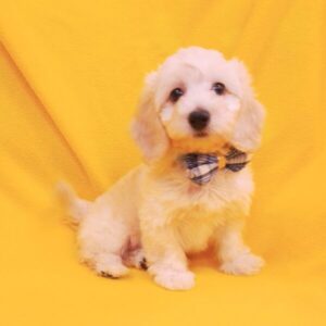 Alternative view of ミックス犬