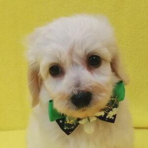 ミックス犬