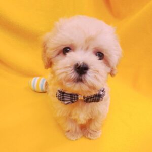 Alternative view of ミックス犬