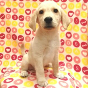 Alternative view of ミックス犬