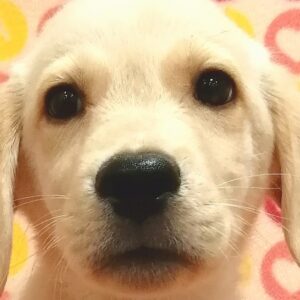 ミックス犬